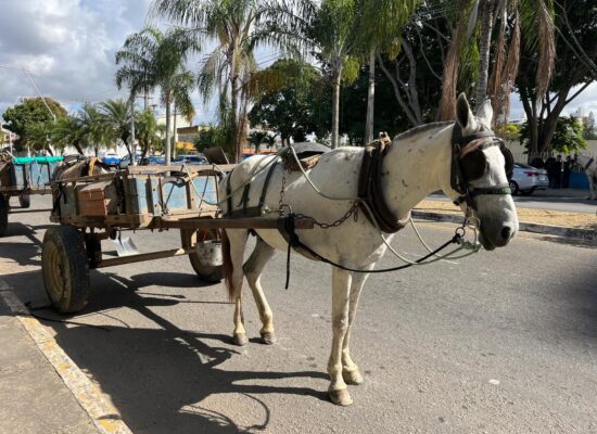 Carroças em debate na Câmara Municipal de Campos nesta segunda